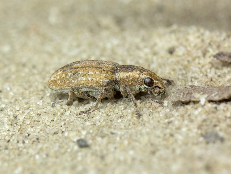 Sitona lepidus Gyllenhal, 1834